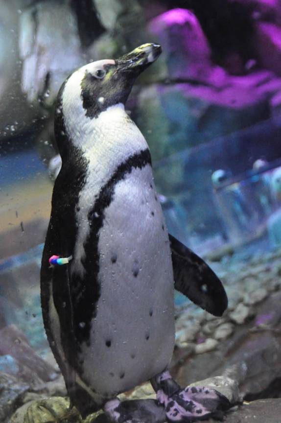 Pinguim no Aquário de Atlanta, na Georgia - EUA